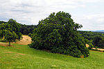 Walnuss belaubt im Talhang in Eulenbis - Foto Andreas Dein