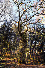 Naturdenkmal Lindenallee mit alter Eiche, Rodenbach - Foto Atelier Scheib