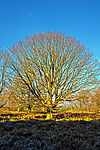 Huteeichen im Naturschutzgebiet Mehlinger Heide -  Foto Atelier Scheib