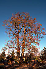 Friedhofslinde, Enkenbach - Foto Atelier Scheib