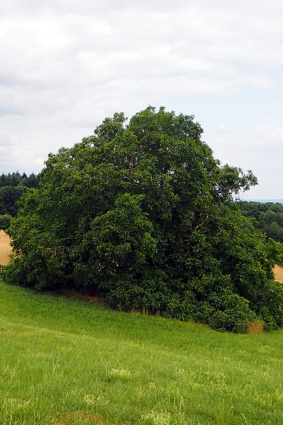 Walnuss im Talhang Eulenbis